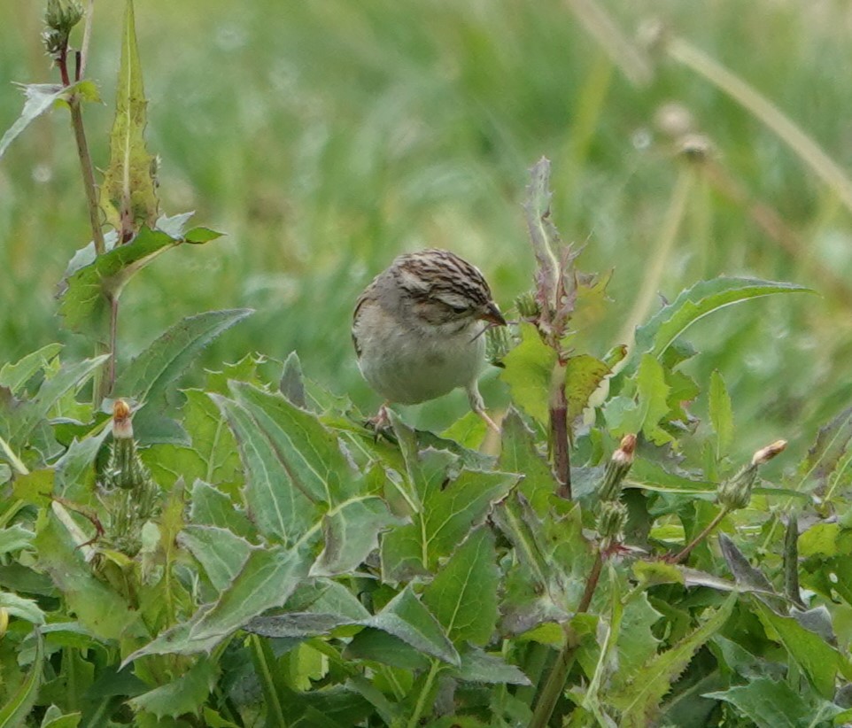 Clay-colored Sparrow - ML614918210