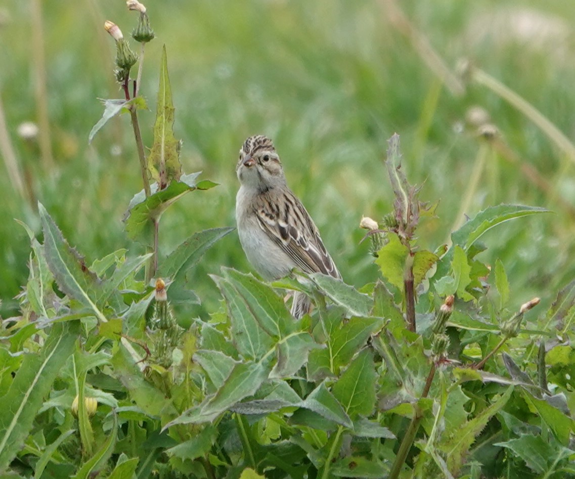 Clay-colored Sparrow - ML614918211