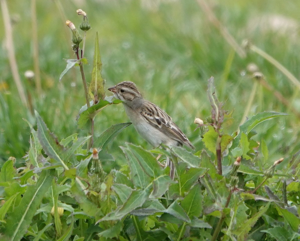 Clay-colored Sparrow - ML614918212