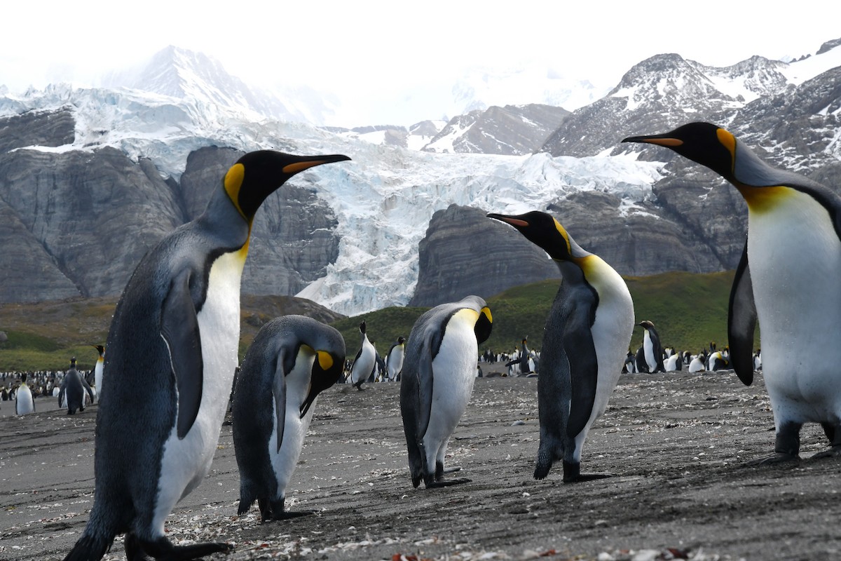 tučňák patagonský - ML614918349
