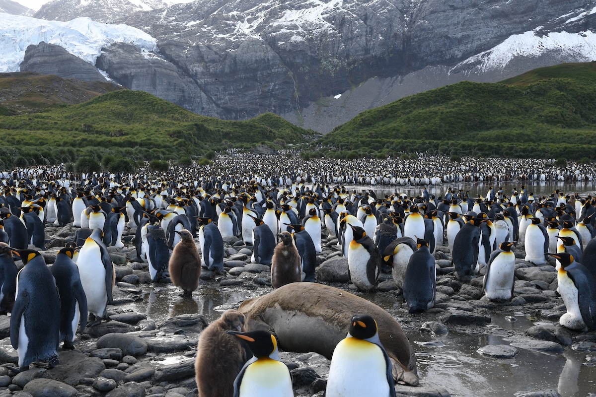 tučňák patagonský - ML614918362