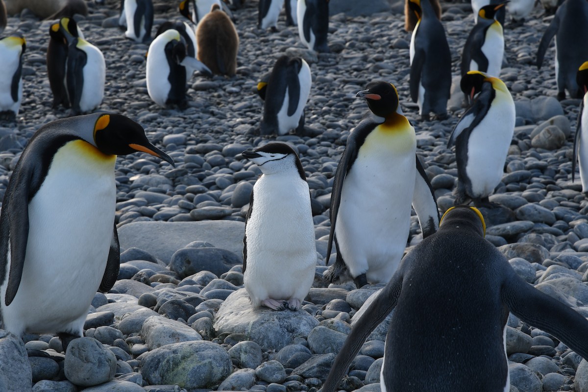 Антарктический пингвин - ML614918406