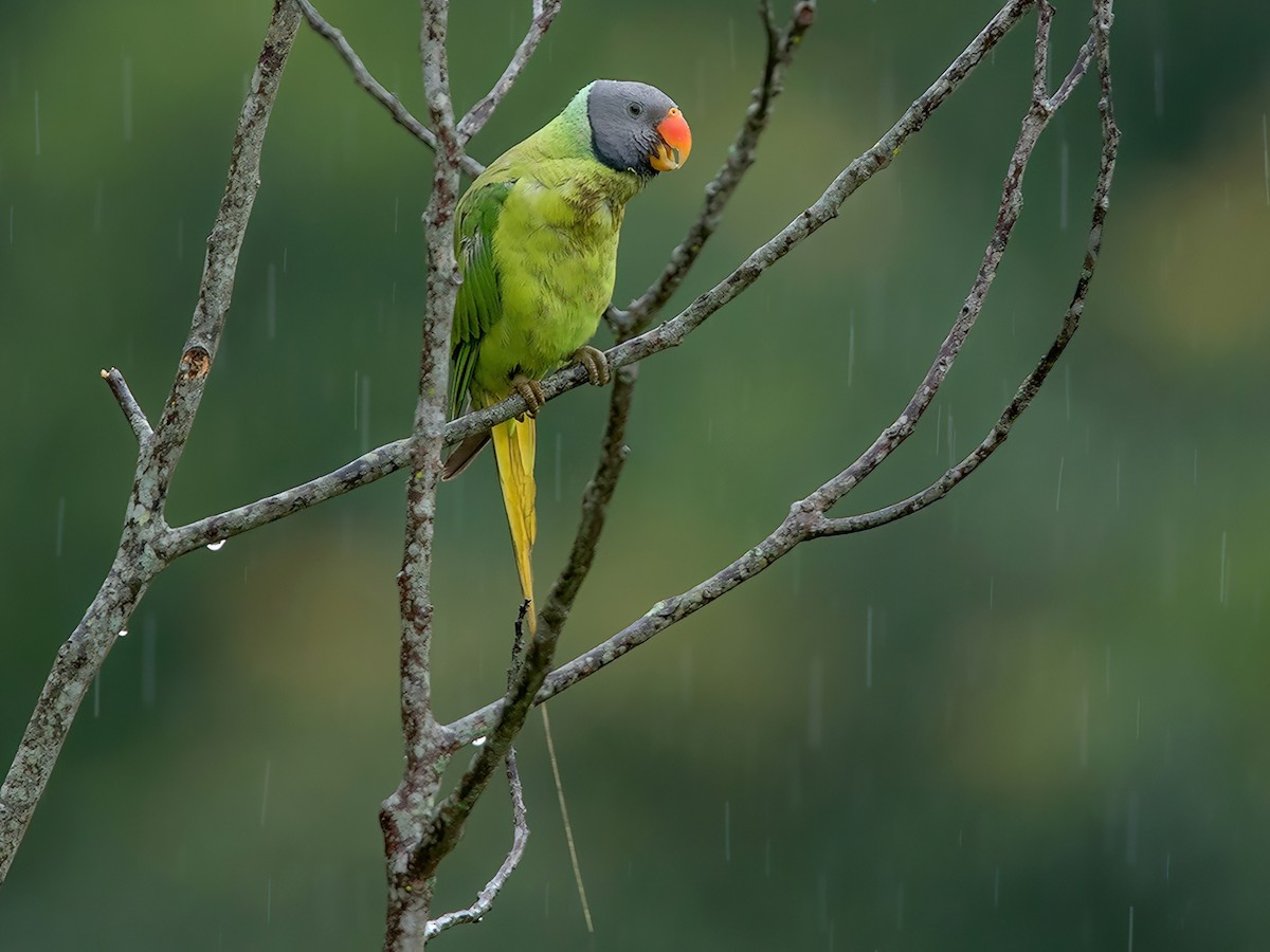 Gray-headed Parakeet - Psittacula finschii - Birds of the World