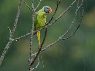  - Gray-headed Parakeet