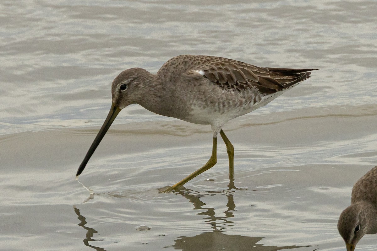 Long-billed Dowitcher - ML614918567