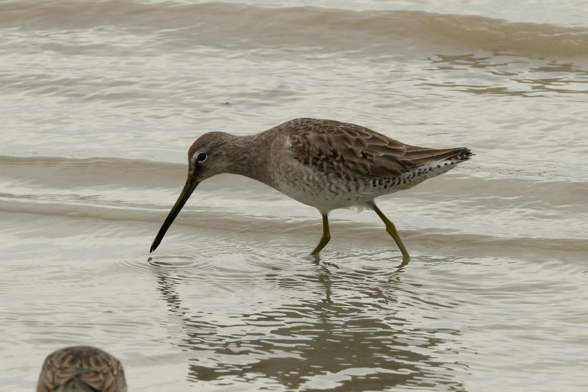 Long-billed Dowitcher - ML614918568