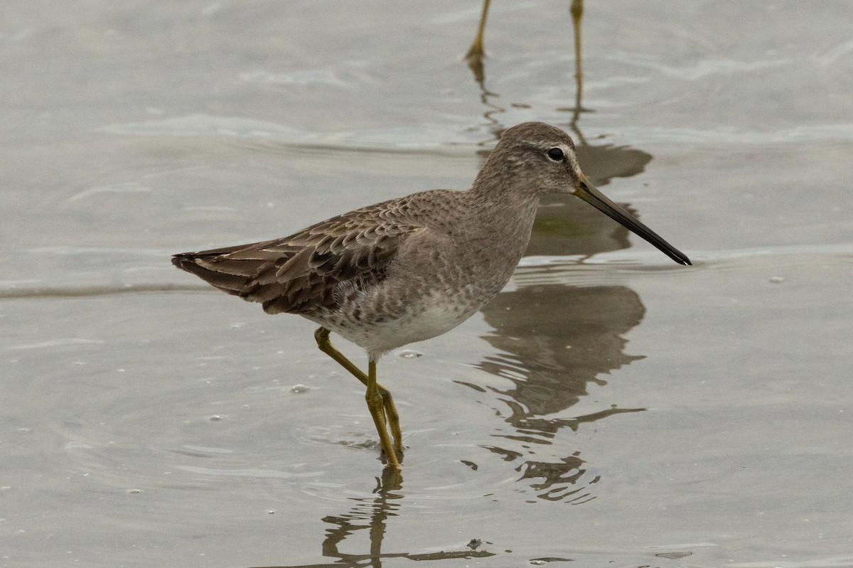 Long-billed Dowitcher - ML614918569