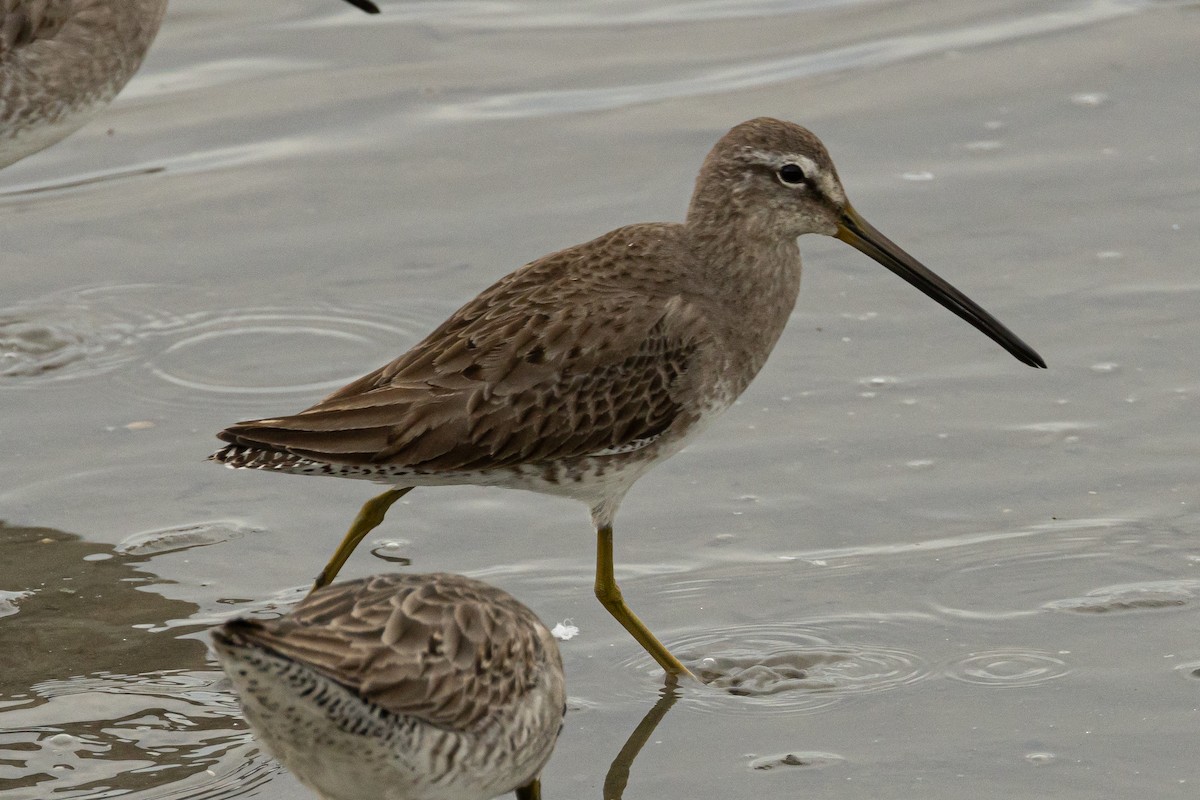 Long-billed Dowitcher - ML614918570