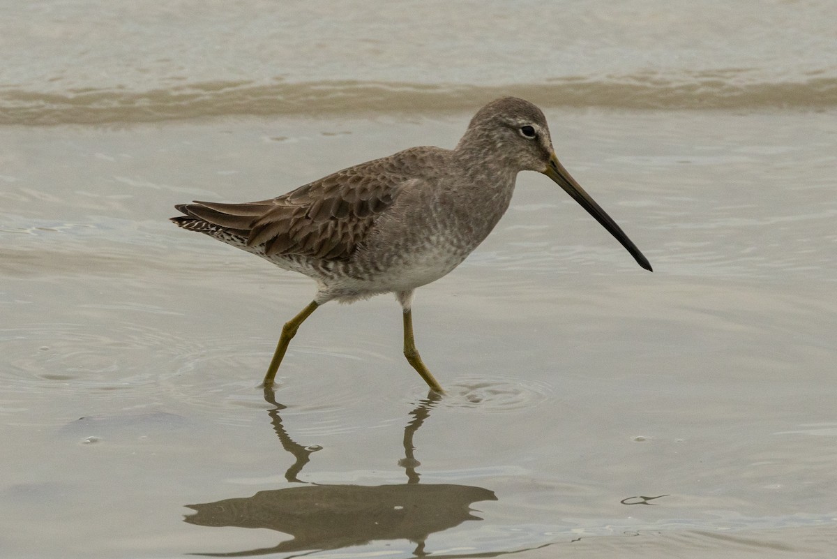 Long-billed Dowitcher - ML614918572