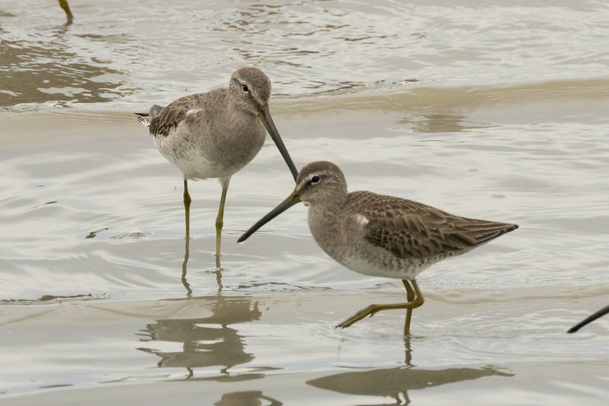 Long-billed Dowitcher - ML614918573