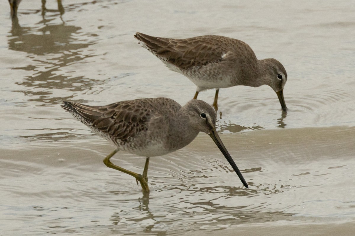 Long-billed Dowitcher - ML614918574