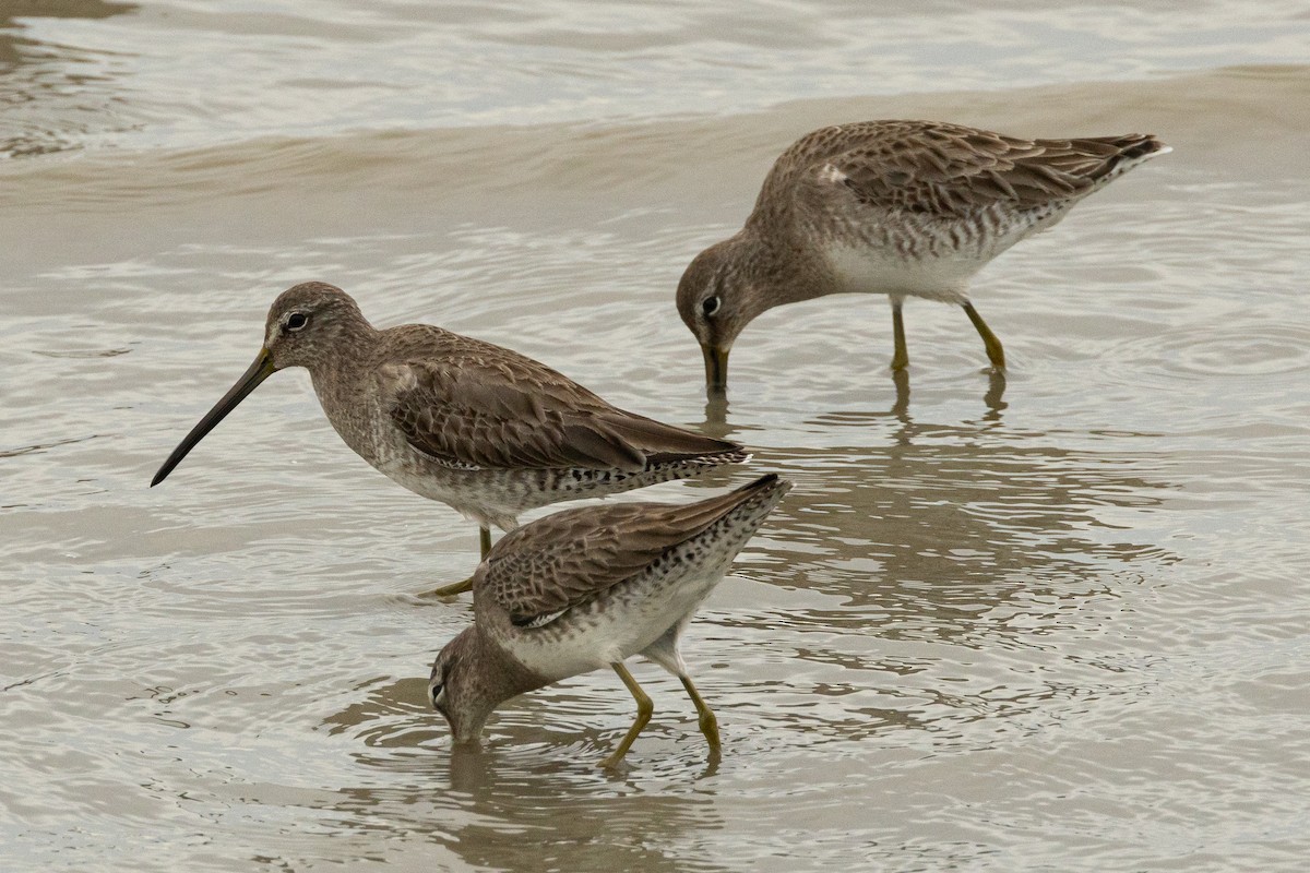 Long-billed Dowitcher - ML614918575