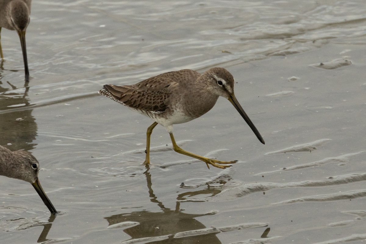 Long-billed Dowitcher - ML614918576