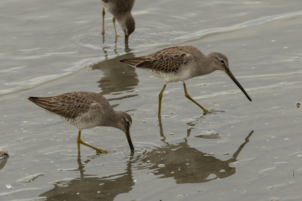 Long-billed Dowitcher - ML614918577
