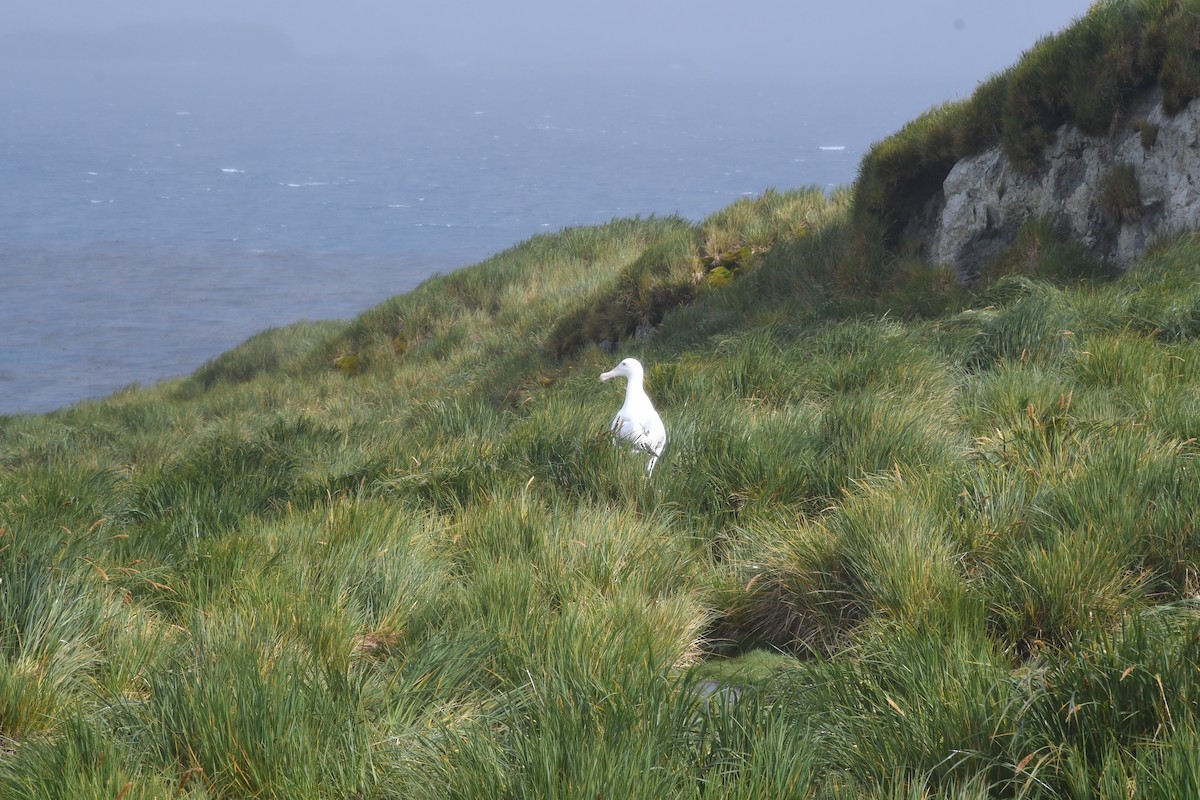 albatros stěhovavý - ML614918652