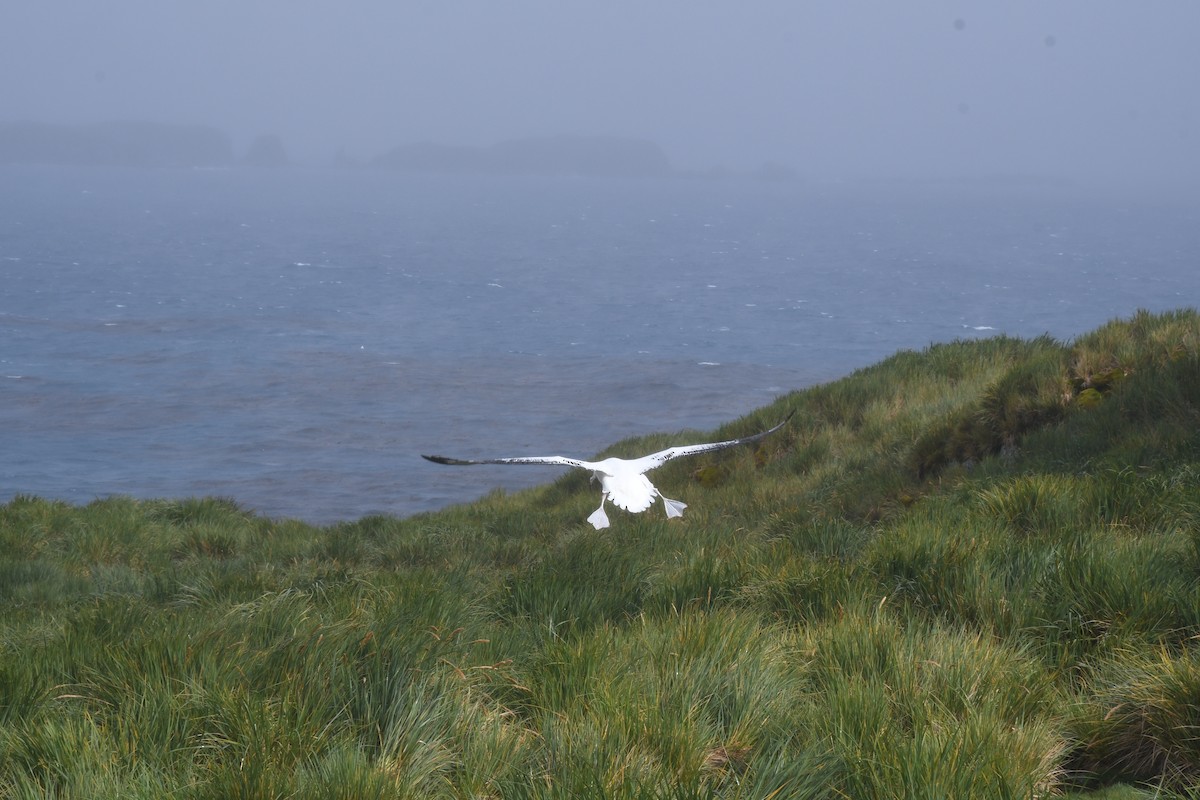 Snowy Albatross - ML614918671