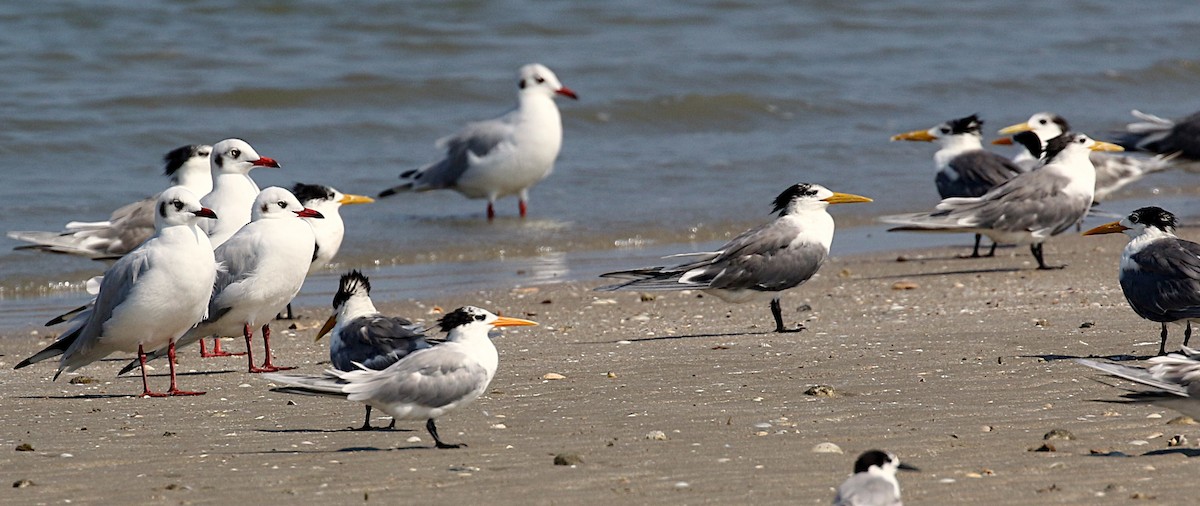 Great Crested Tern - ML614918706