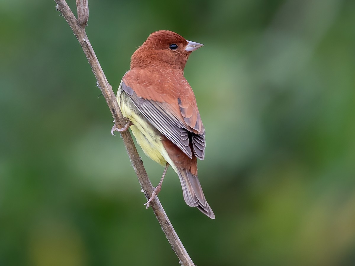 Chestnut Bunting - Emberiza rutila - Birds of the World