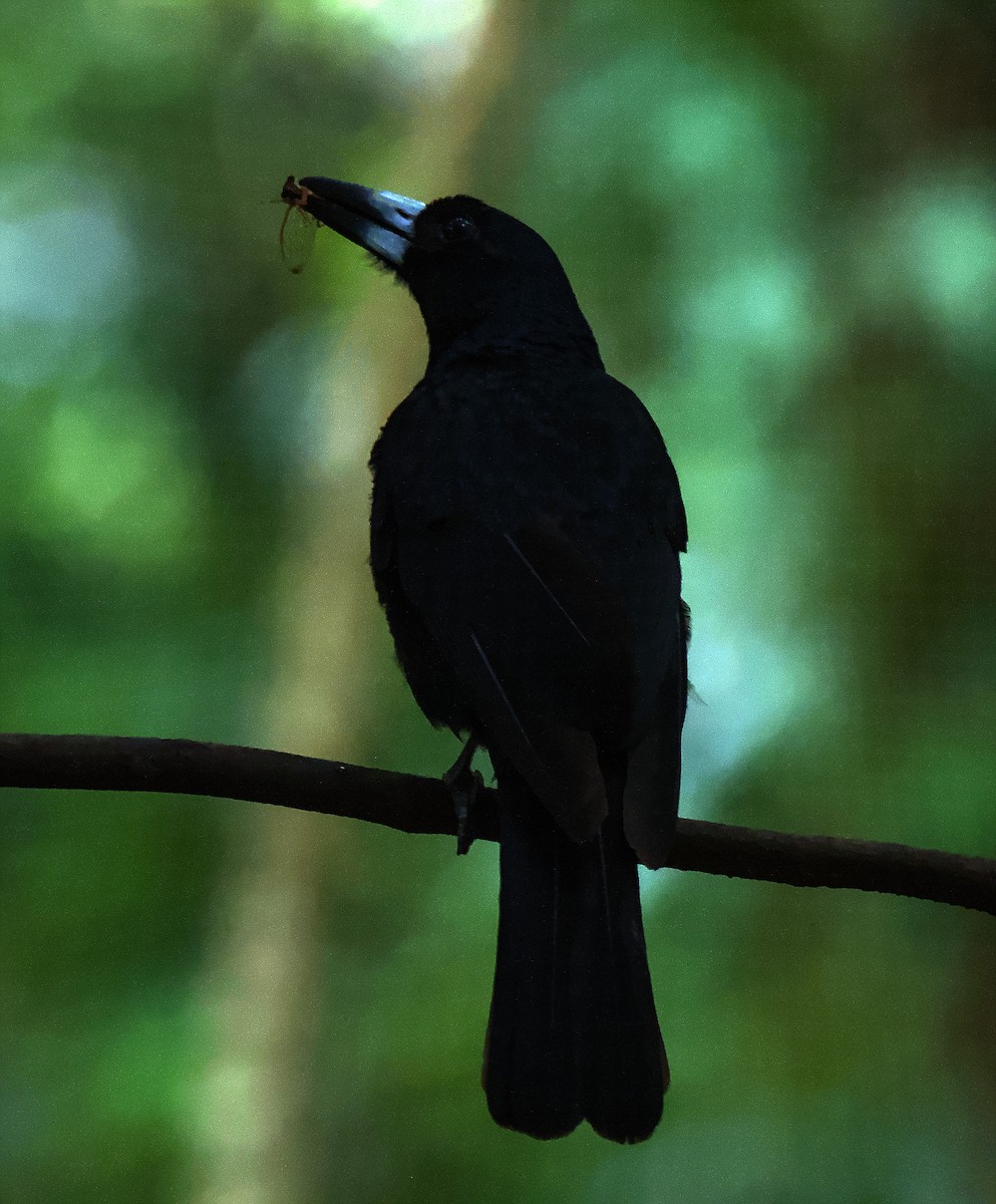 Black Butcherbird - ML614919101