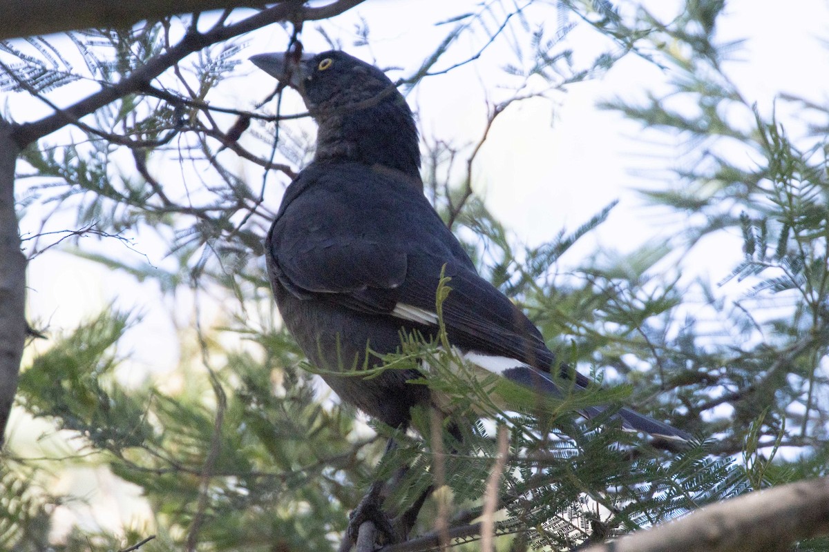 Pied Currawong - ML614919114