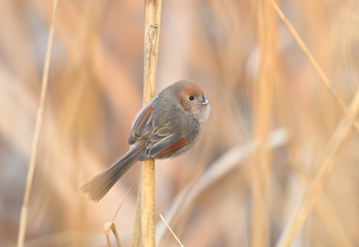 Vinous-throated Parrotbill - Terry Townshend