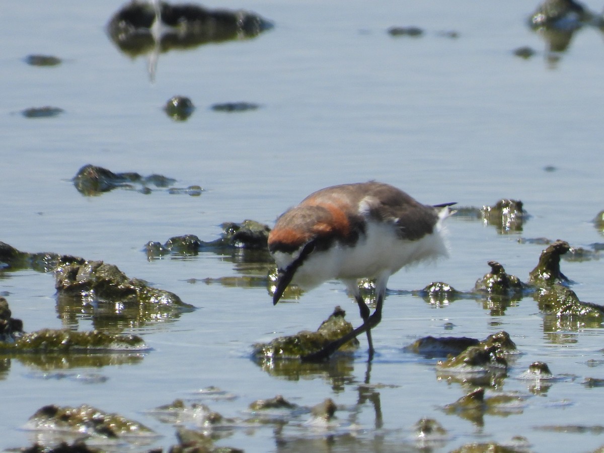 Red-capped Plover - ML614919203
