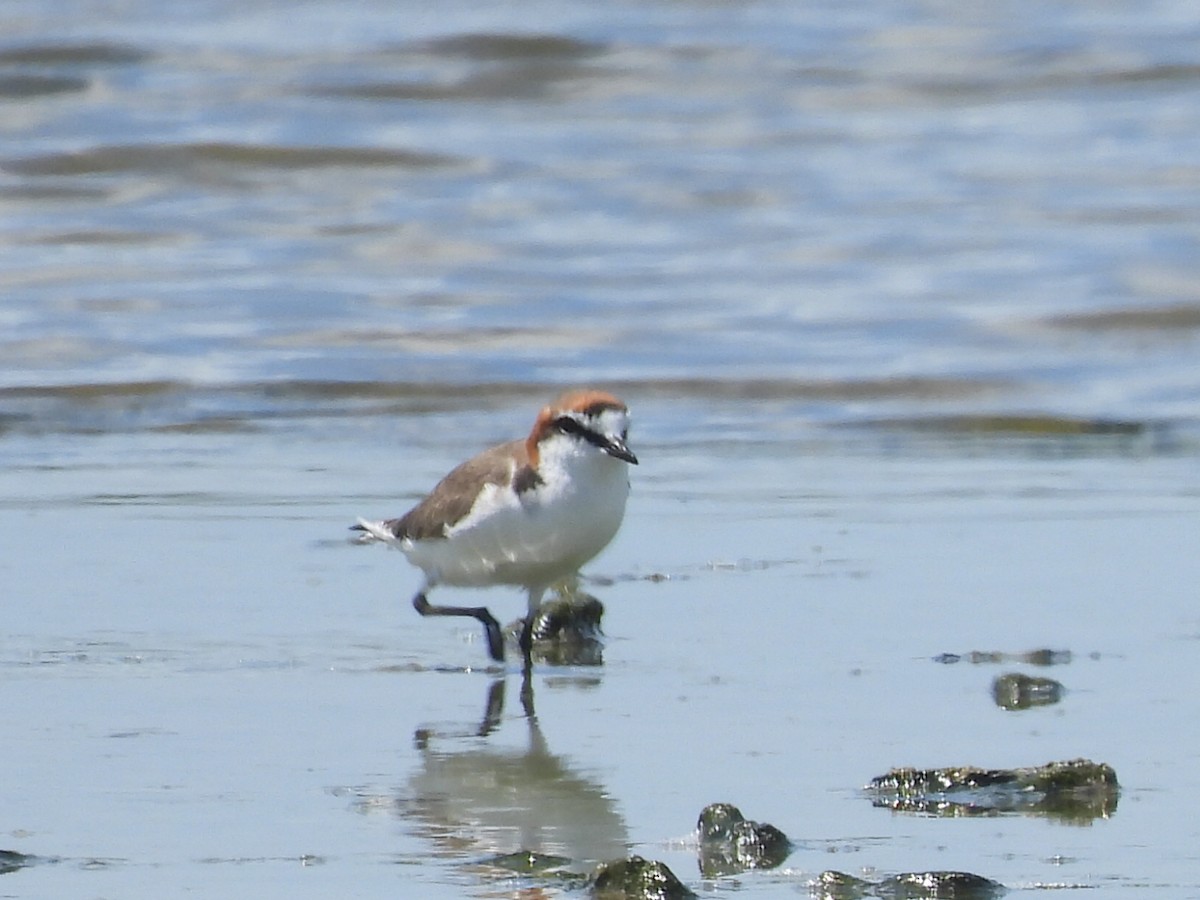 Red-capped Plover - ML614919205