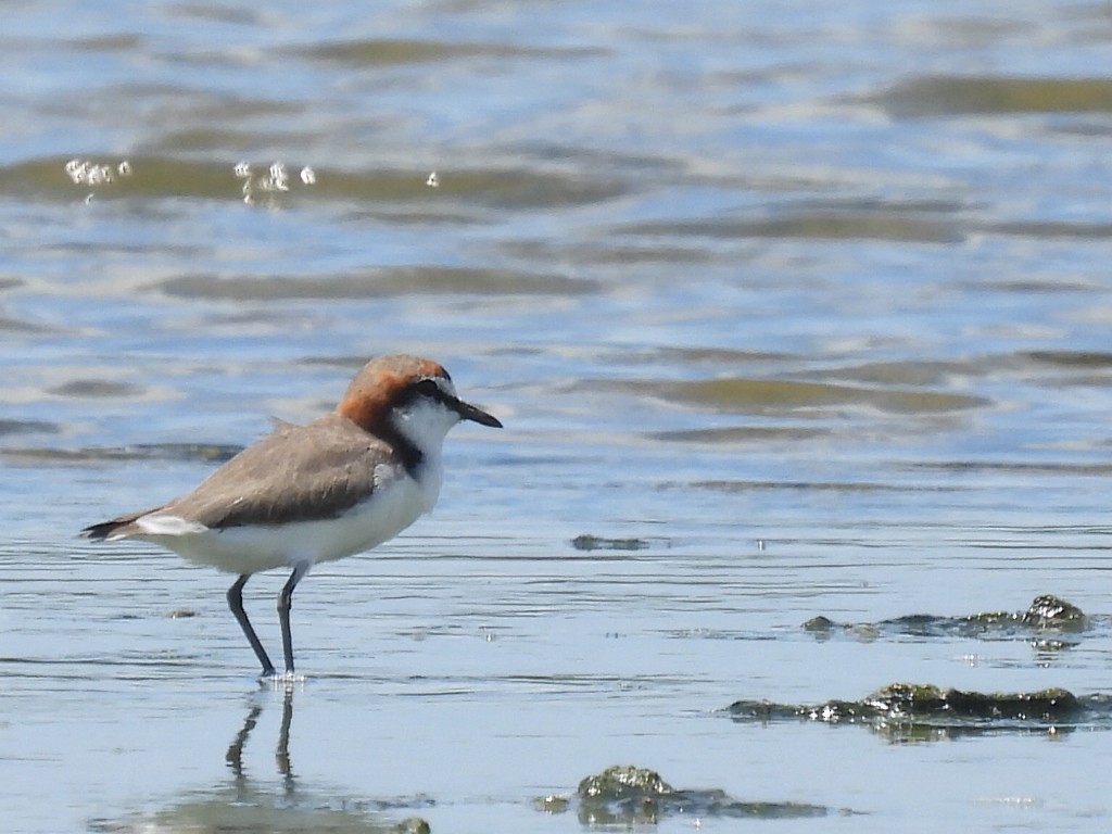 Red-capped Plover - ML614919206