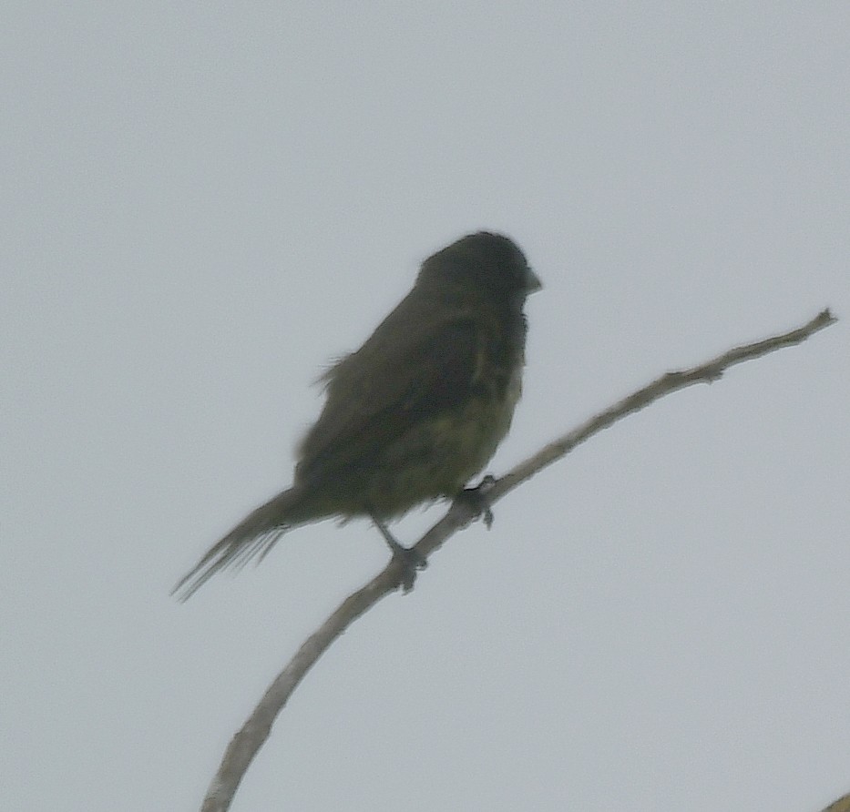 Yellow-bellied Seedeater - ML614919245
