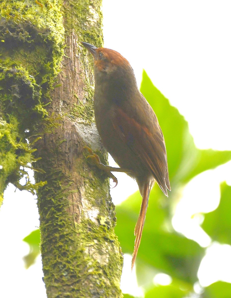 Red-faced Spinetail - ML614919319
