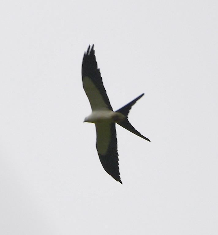 Swallow-tailed Kite - Steve Davis