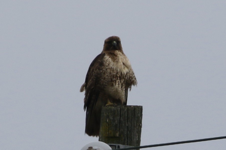Red-tailed Hawk - ML614919407