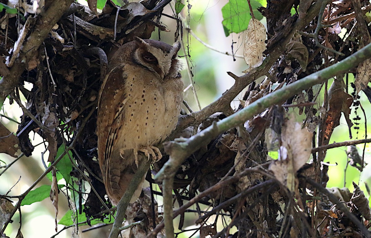 White-fronted Scops-Owl - ML614919490