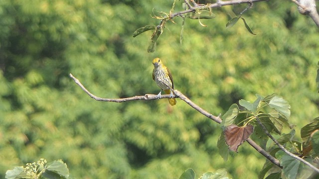Indian Golden Oriole - ML614919551