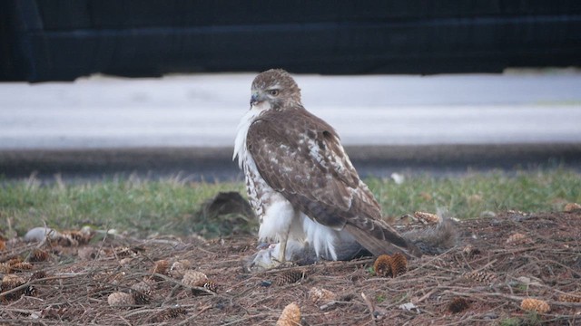 Red-tailed Hawk - ML614919658