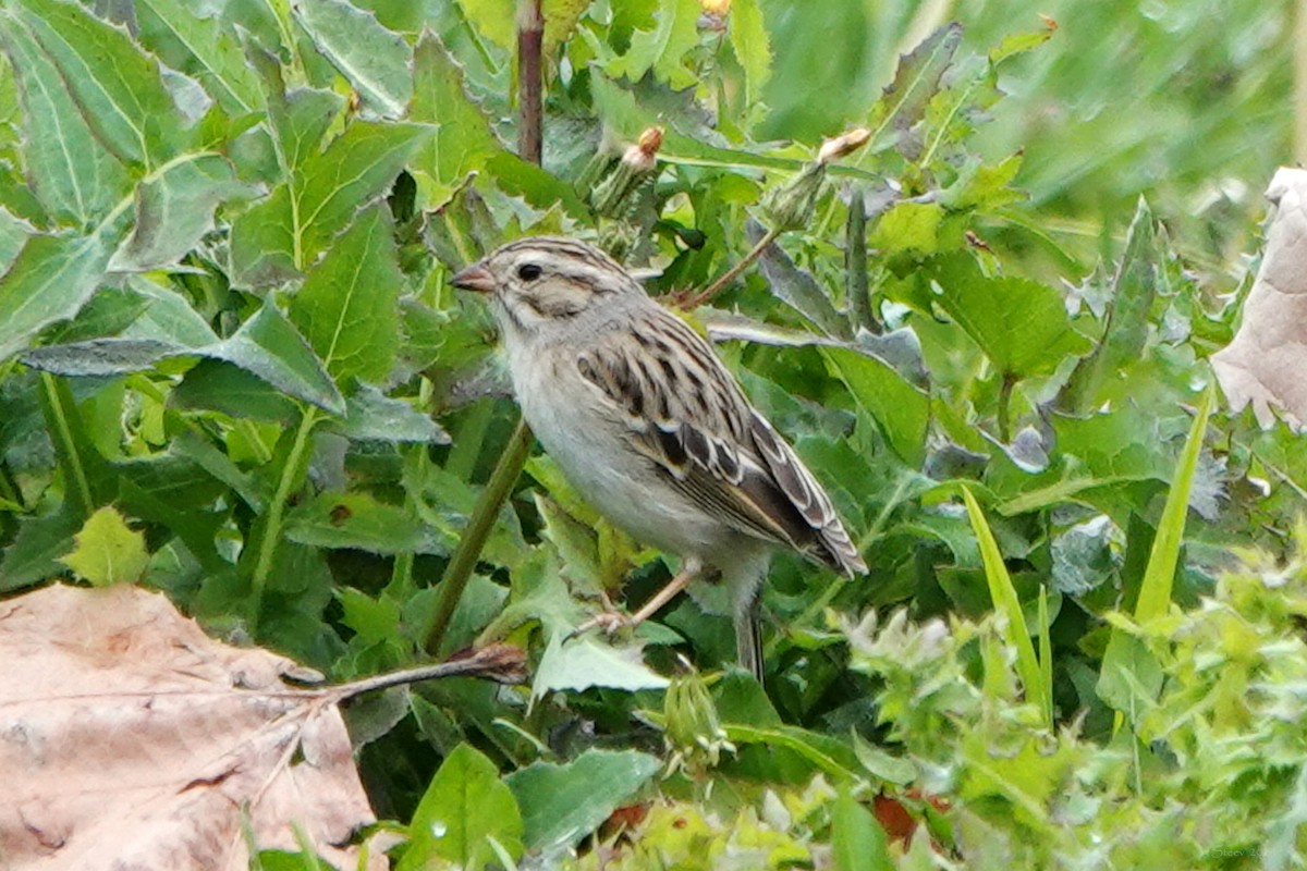 Clay-colored Sparrow - ML614919774