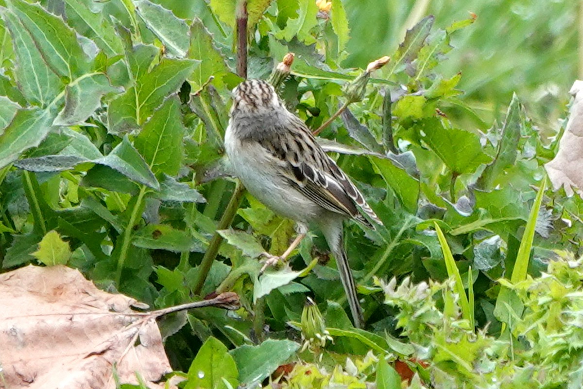 Clay-colored Sparrow - ML614919782