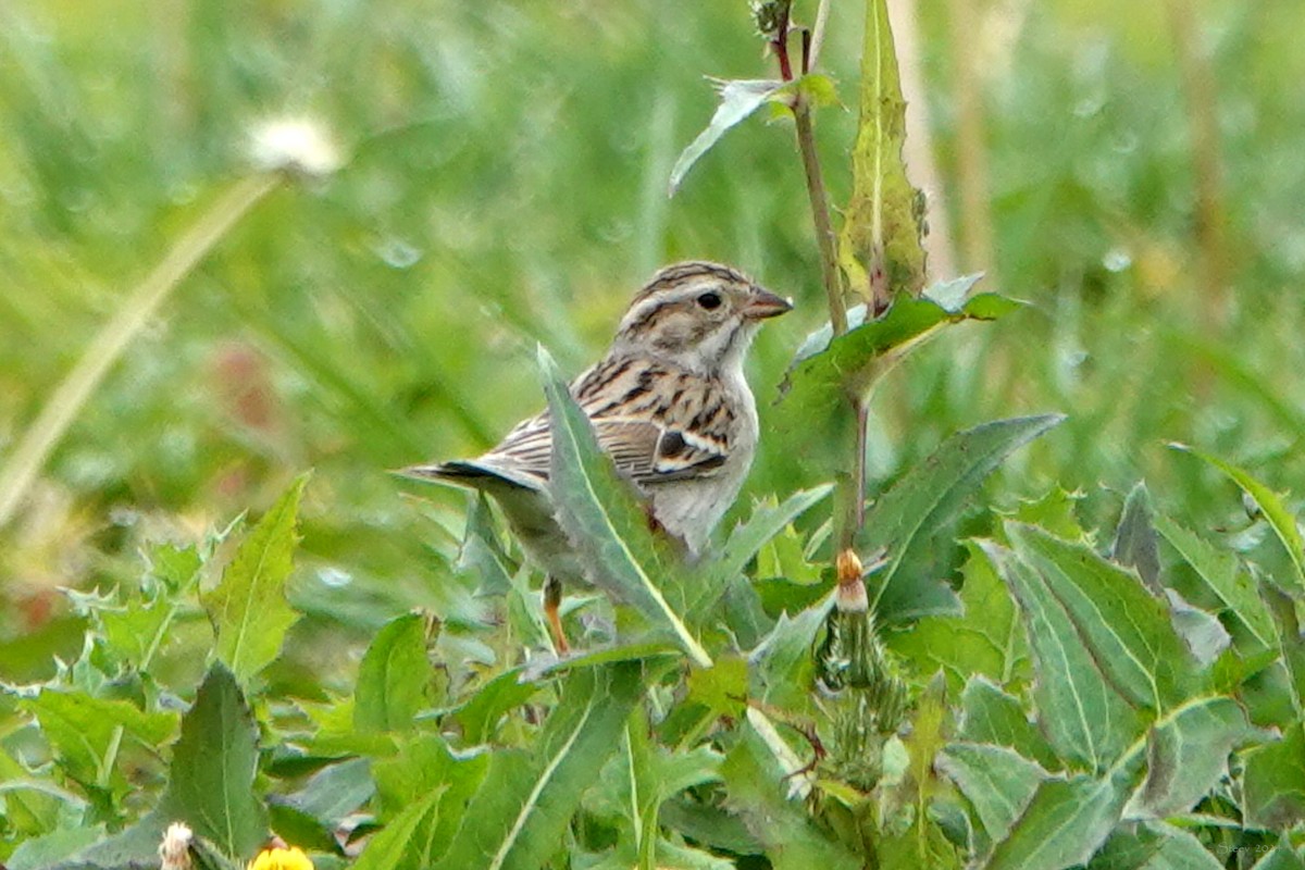 Clay-colored Sparrow - ML614919790