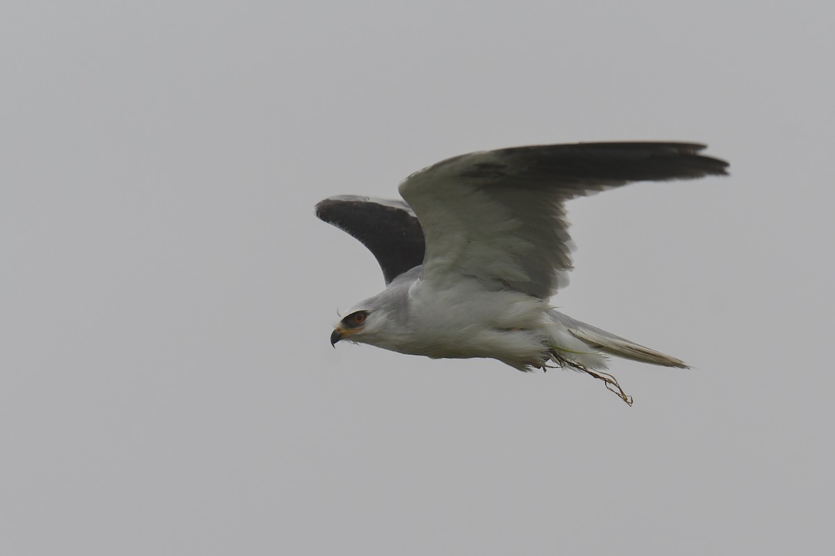 White-tailed Kite - Ethan Monk