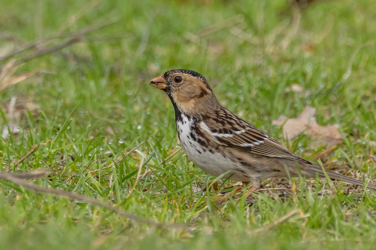 Harris's Sparrow - ML614919931