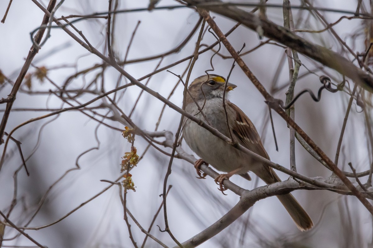 White-throated Sparrow - ML614919972