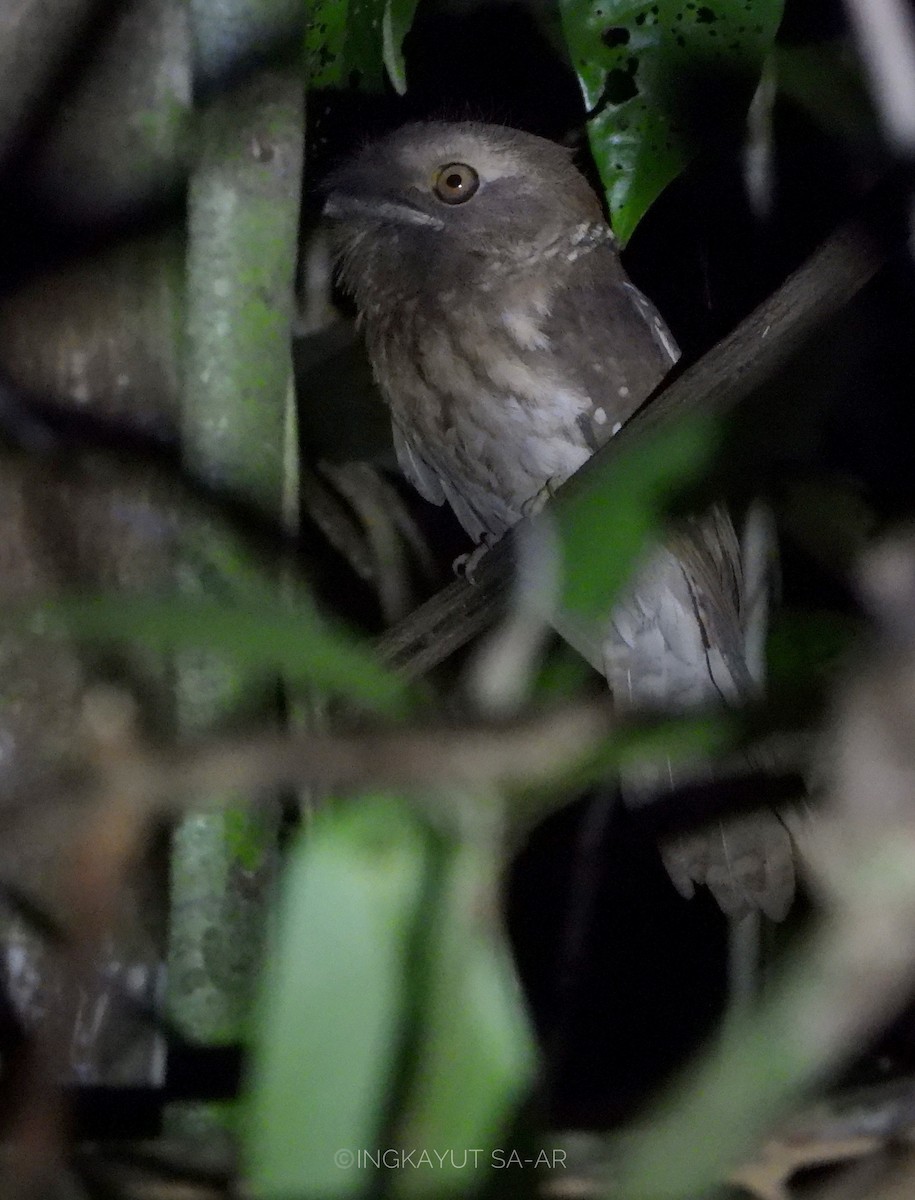 Gould's Frogmouth - ML614920020