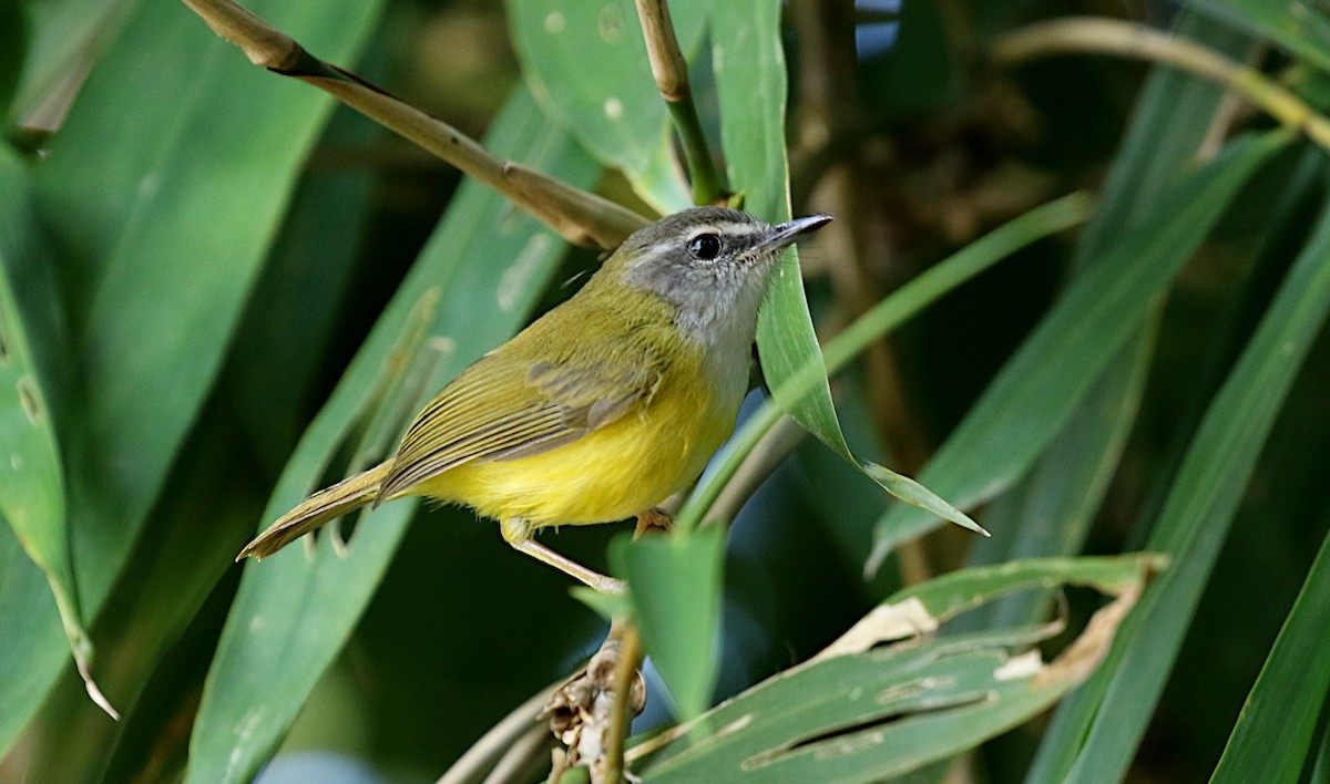 Yellow-bellied Warbler - Peter Ericsson
