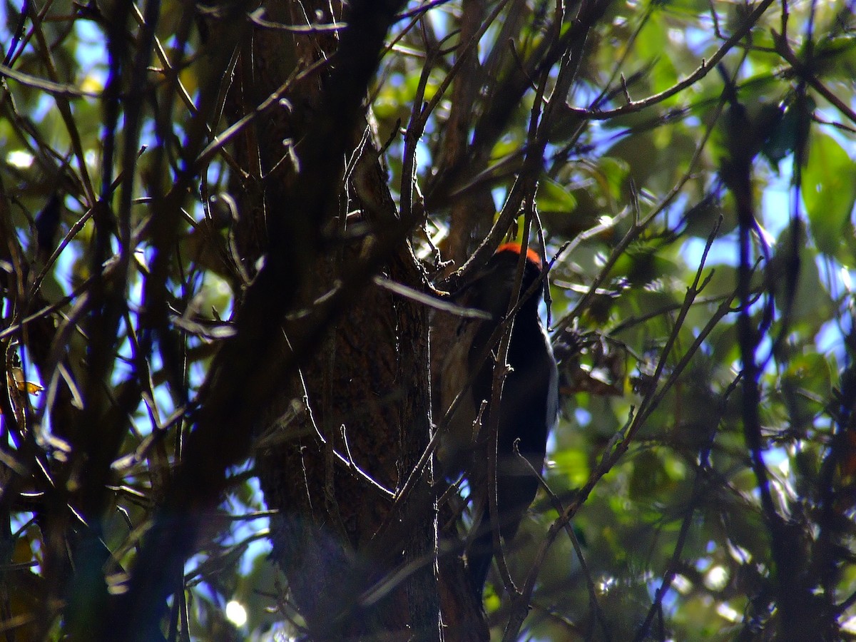 Acorn Woodpecker - ML614920191