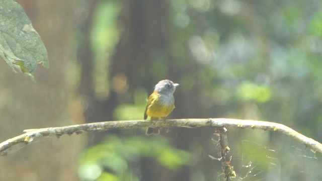 Gray-headed Canary-Flycatcher - ML614920509