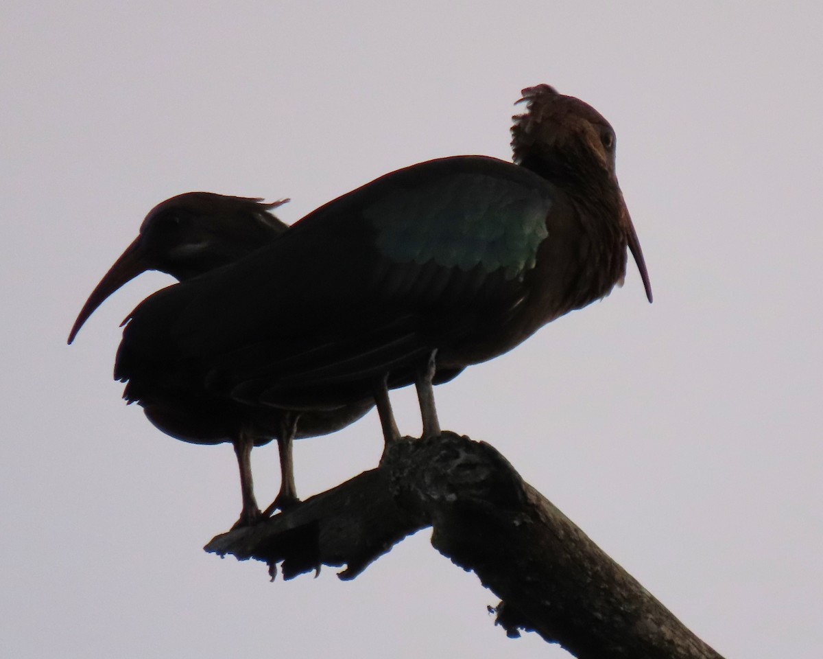 ibis olivový - ML614920546