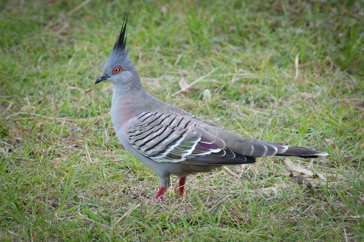 Crested Pigeon - ML614920760