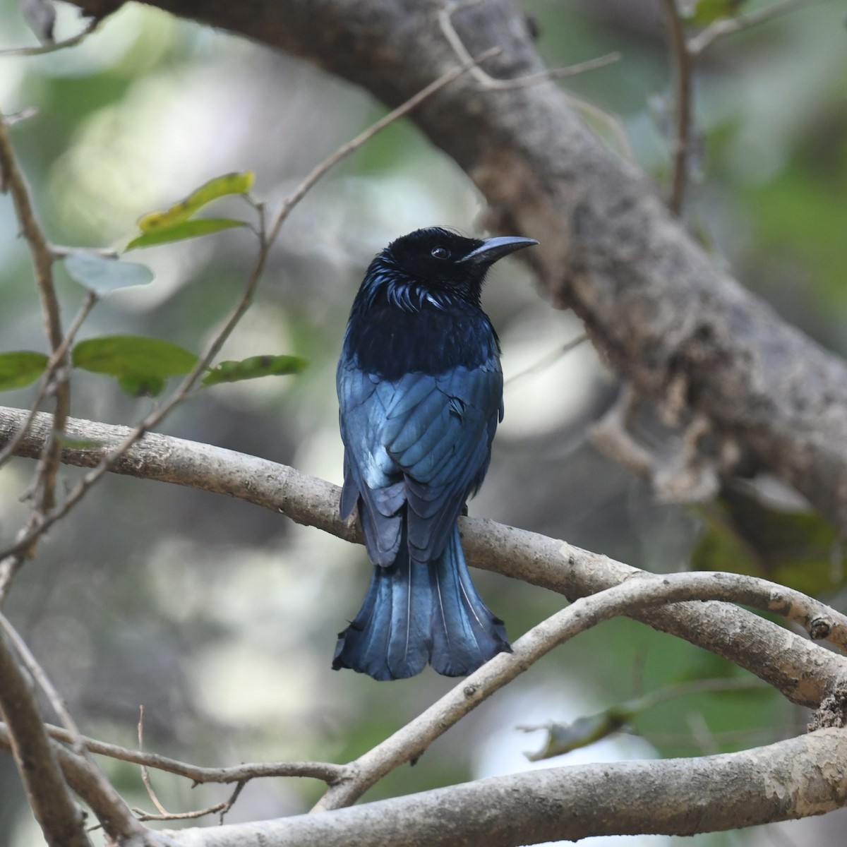 Hair-crested Drongo - ML614921087