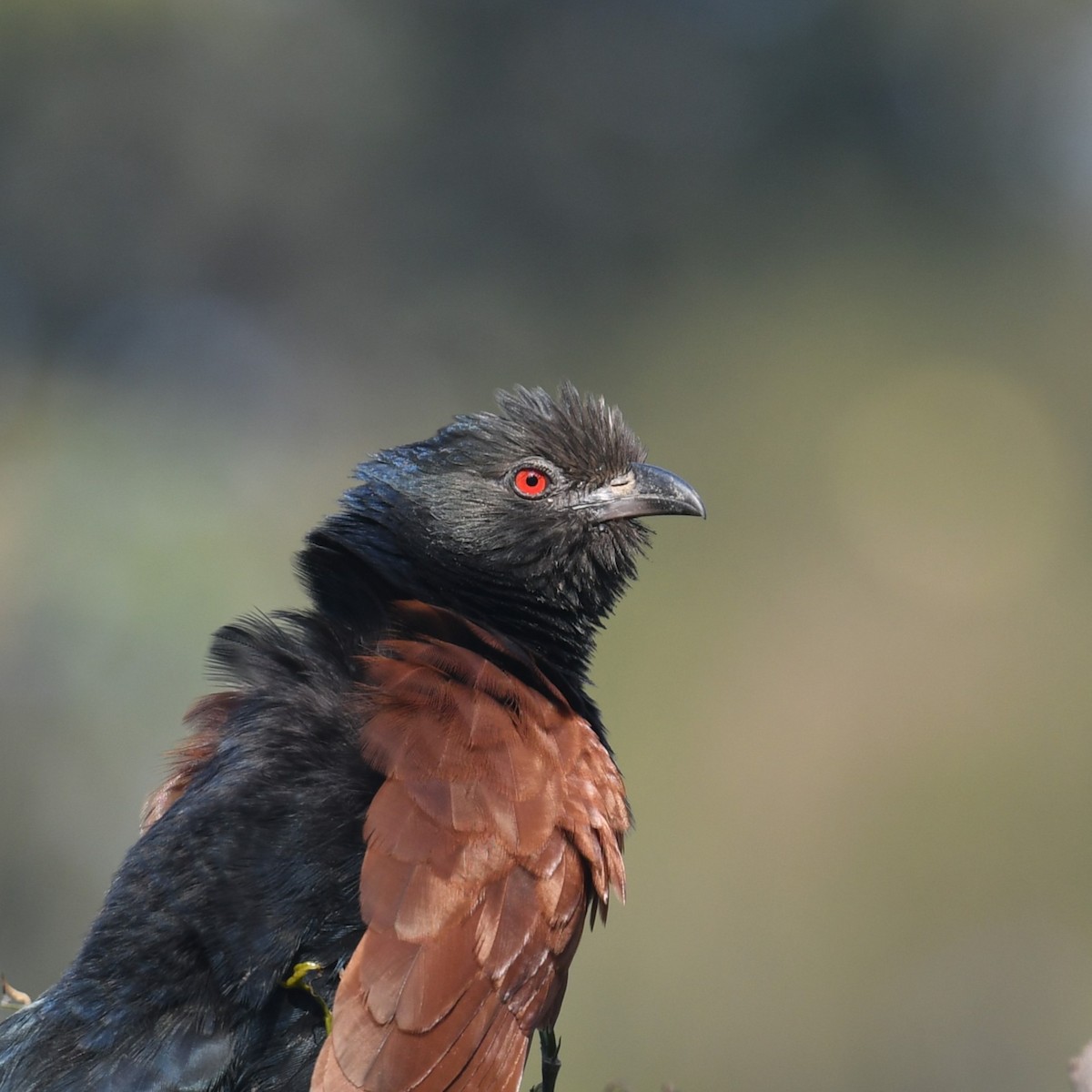 Greater Coucal - ML614921098