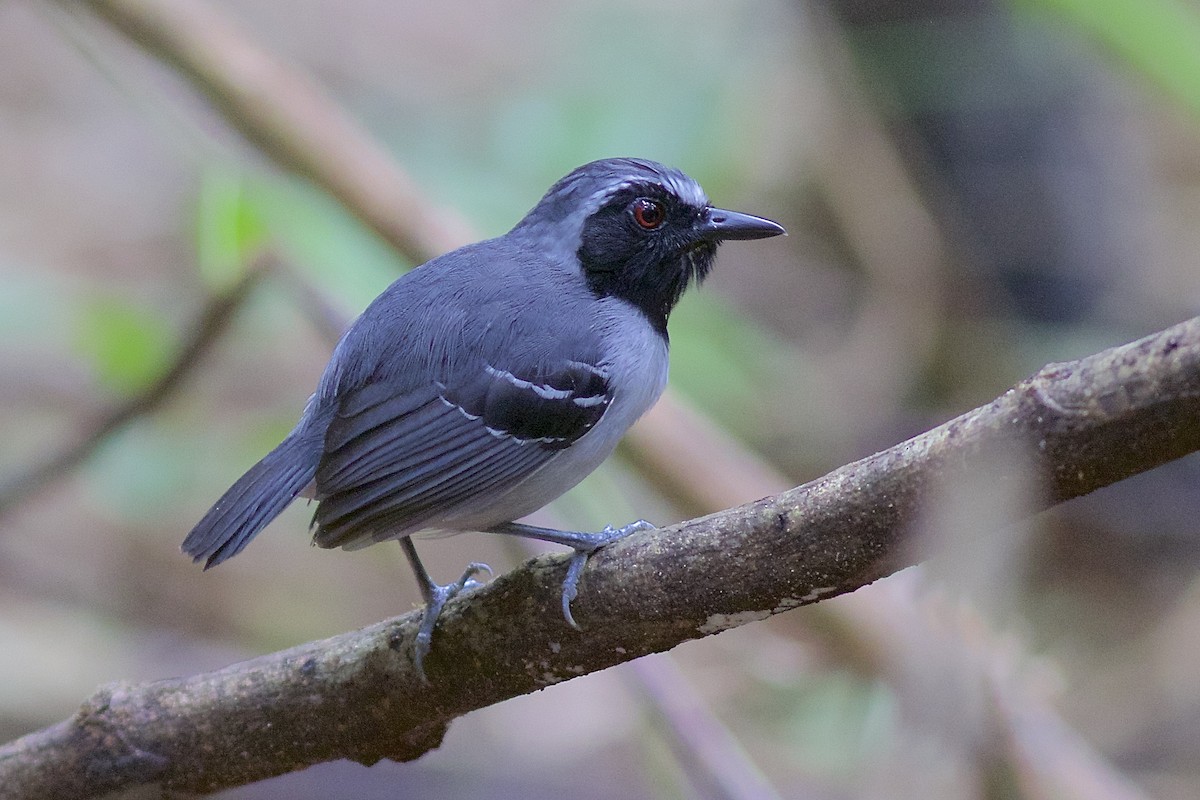 Black-faced Antbird - ML61492121